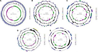 Whole-Genome Sequencing and Potassium-Solubilizing Mechanism of Bacillus aryabhattai SK1-7